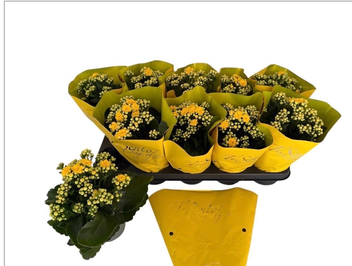 <h4>KAL GE PERFECTA YELL</h4>