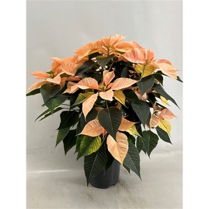 Euphorbia pulcherrima Autumn Leaves