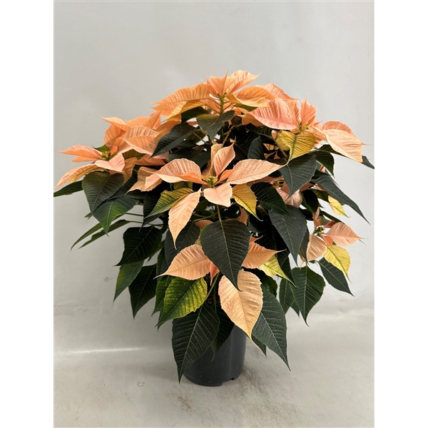 <h4>Euphorbia pulcherrima Autumn Leaves</h4>