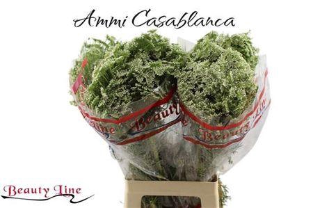 <h4>Ammi Vis Casablanca</h4>