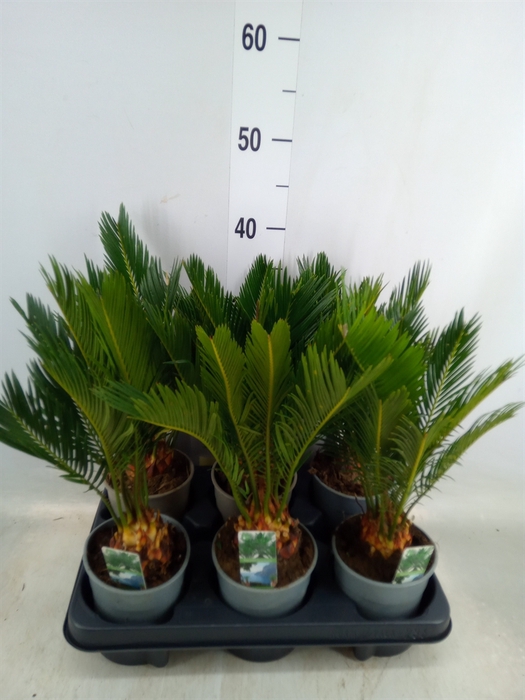 <h4>Cycas revoluta</h4>