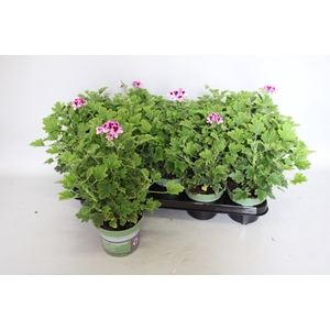 Pelargonium zonale Orange Fizz