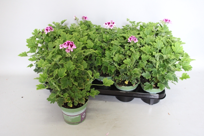 <h4>Pelargonium zonale Orange Fizz</h4>