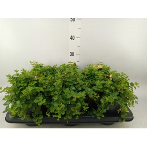 Peperomia rotundifolia