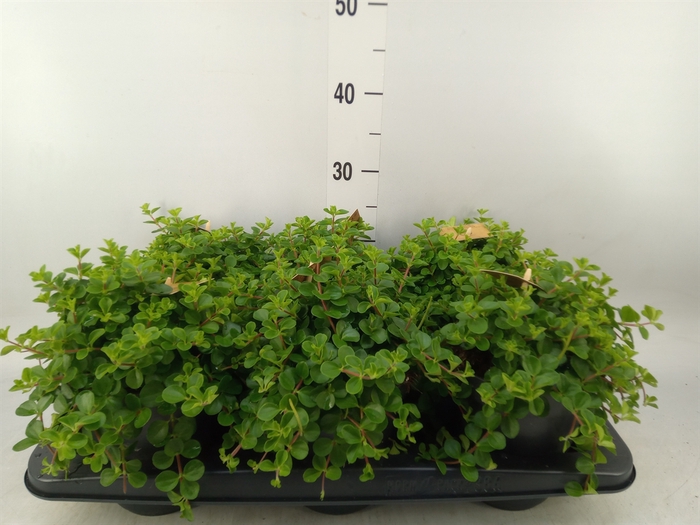 <h4>Peperomia rotundifolia</h4>