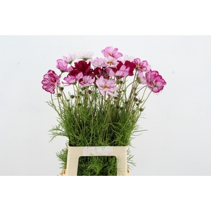 COSMOS BIPINNATUS BICOLOUR