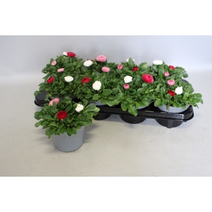 Bellis perennis BamBam trio