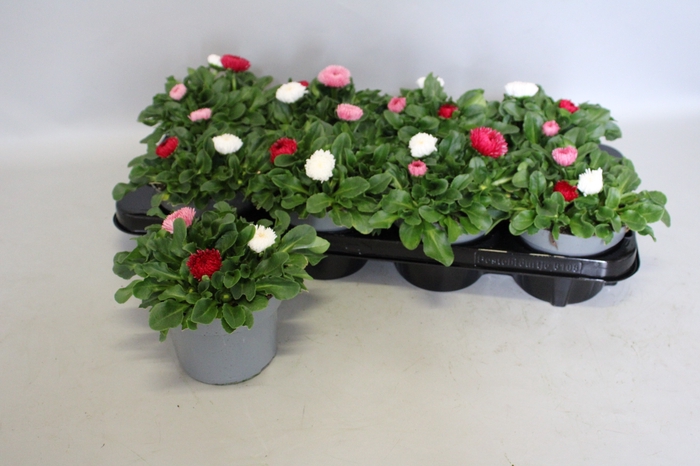 <h4>Bellis perennis BamBam trio</h4>