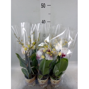 Phalaenopsis multi. 'FC Safe Haven'