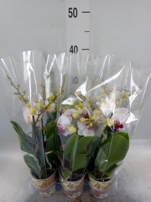 <h4>Phalaenopsis multi. 'FC Safe Haven'</h4>