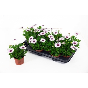 Osteo Señorita Quinty