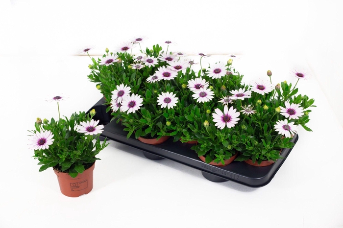 <h4>Osteo Señorita Quinty</h4>