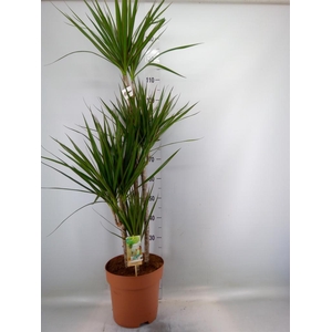 Dracaena marg.