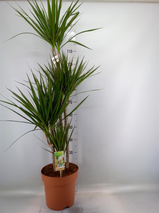 <h4>Dracaena marg.</h4>