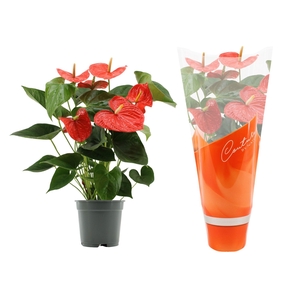 Anthurium 17 cm Delicia in Couture sleeve