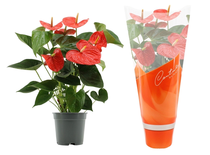 <h4>Anthurium 17 cm Delicia in Couture sleeve</h4>