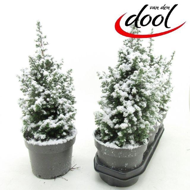 <h4>CHAM THY TOP POINT P19 SNOW</h4>