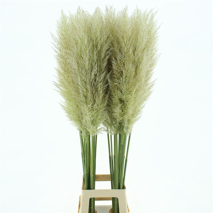 <h4>Corta Evita Fresh N L</h4>