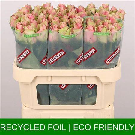 <h4>R Gr Belle Rose</h4>