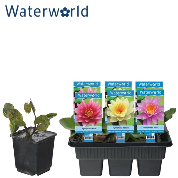 <h4>Nymphaea beugel mix - 6 stuks - waterlelie</h4>