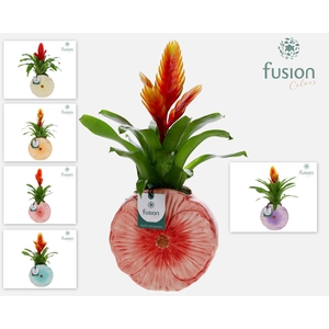 Keramiek Medium pot met Vriesea