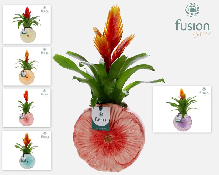 <h4>Keramiek Medium pot met Vriesea</h4>