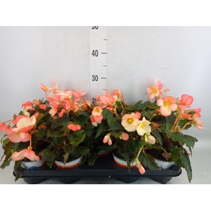 Begonia boliv. 'Beauvilia Salmon'