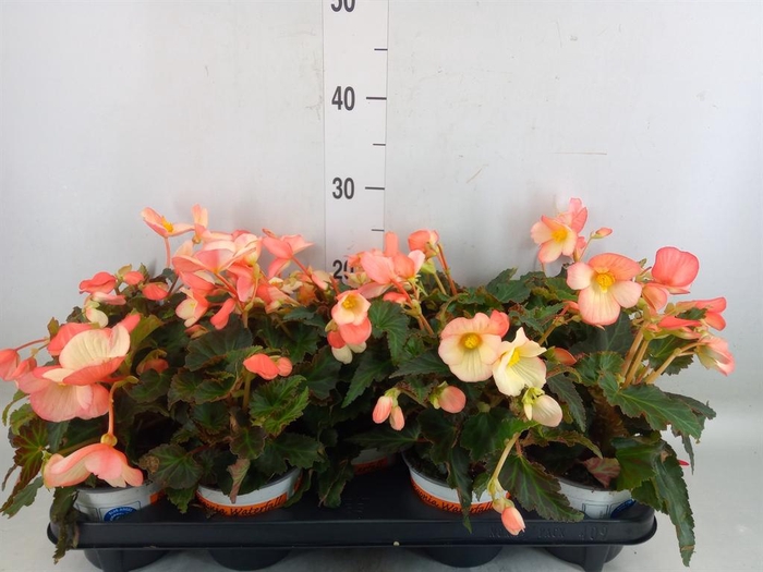 <h4>Begonia boliv. 'Beauvilia Salmon'</h4>