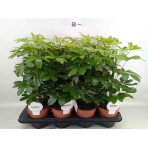 Schefflera arbor. 'Nora'