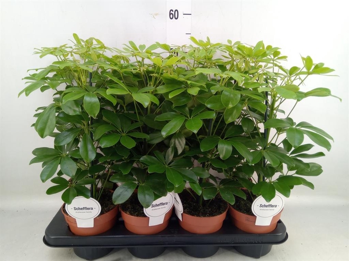 <h4>Schefflera arbor. 'Nora'</h4>