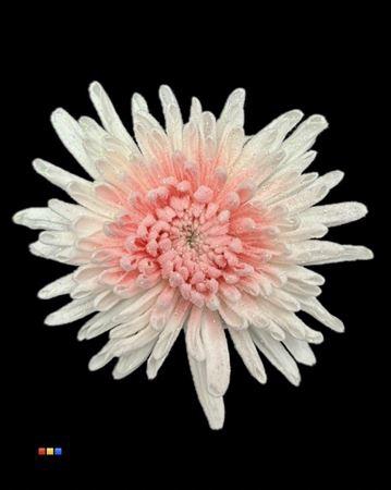 <h4>Chr G Marshmallow Light Pink</h4>