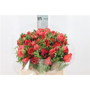 Anemone Mistral Super Red