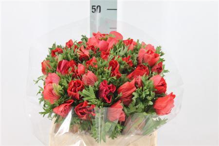 <h4>Anemone Mistral Super Red</h4>