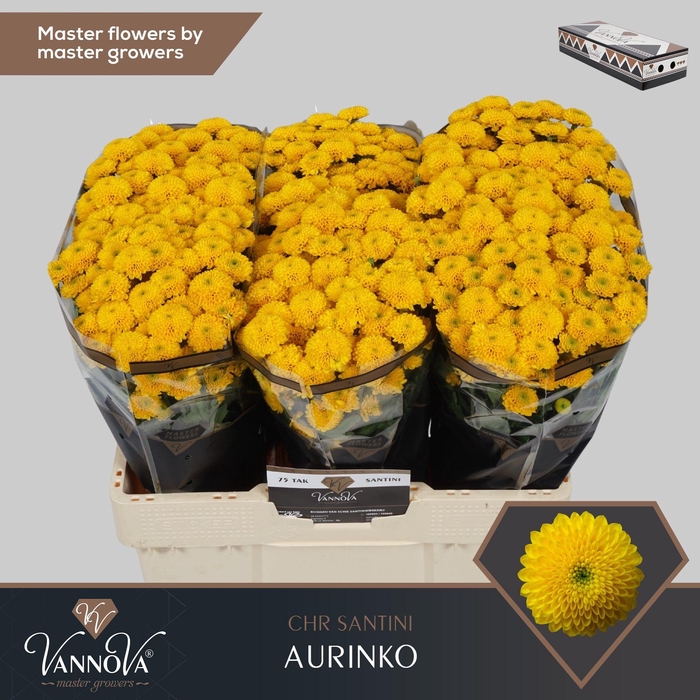 Chrysanthemum Indicum Grp tros santini Aurinko