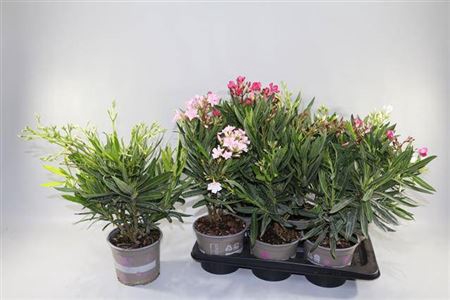 <h4>Nerium Oleander 6 Branche</h4>