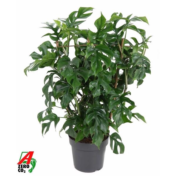<h4>Monstera overig</h4>