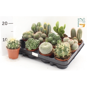 CACTUS GEM