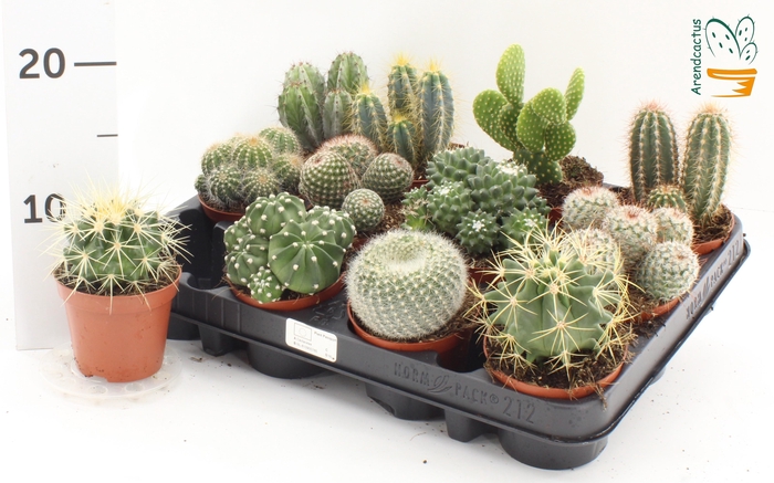 <h4>CACTUS GEM</h4>
