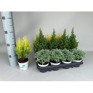 Chamaecyparis  'Woody World'  ..mix