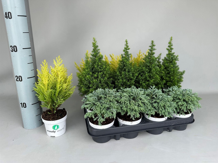 <h4>Chamaecyparis  'Woody World'  ..mix</h4>