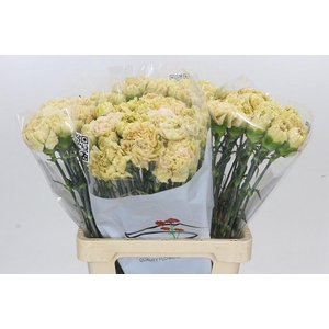 Dianthus St Lege Marrone