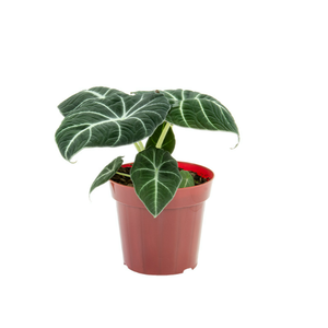 ALOCASIA BLACK P12