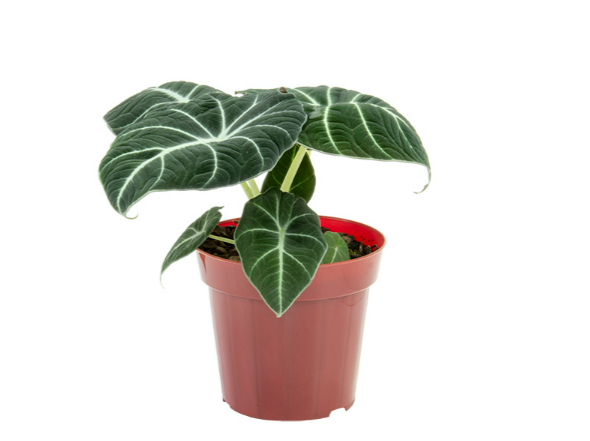 <h4>ALOCASIA BLACK P12</h4>