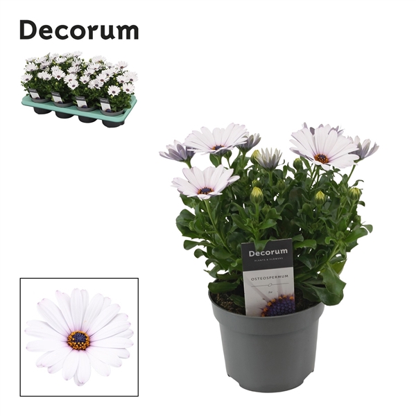 <h4>Osteospermum FlowerPower Ice</h4>