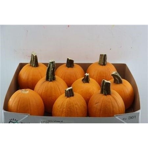 CUC MAXIMA HALLOWEEN