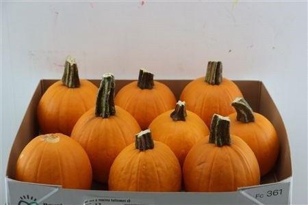 <h4>CUC MAXIMA HALLOWEEN</h4>