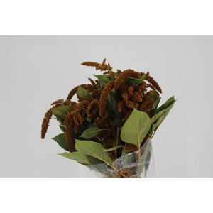 AMARANTHUS DOURADO 070 CM