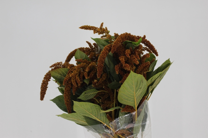 <h4>AMARANTHUS DOURADO 070 CM</h4>
