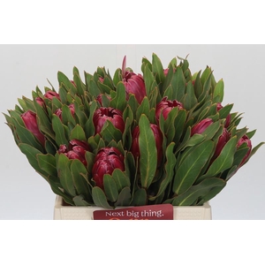 Protea Brenda