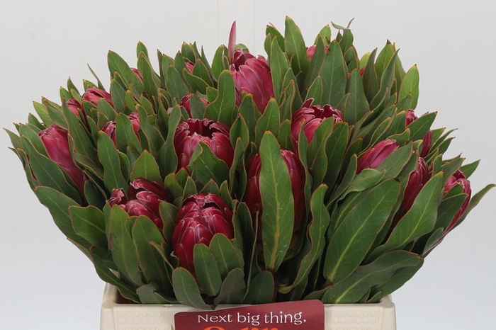 <h4>Protea Brenda</h4>
